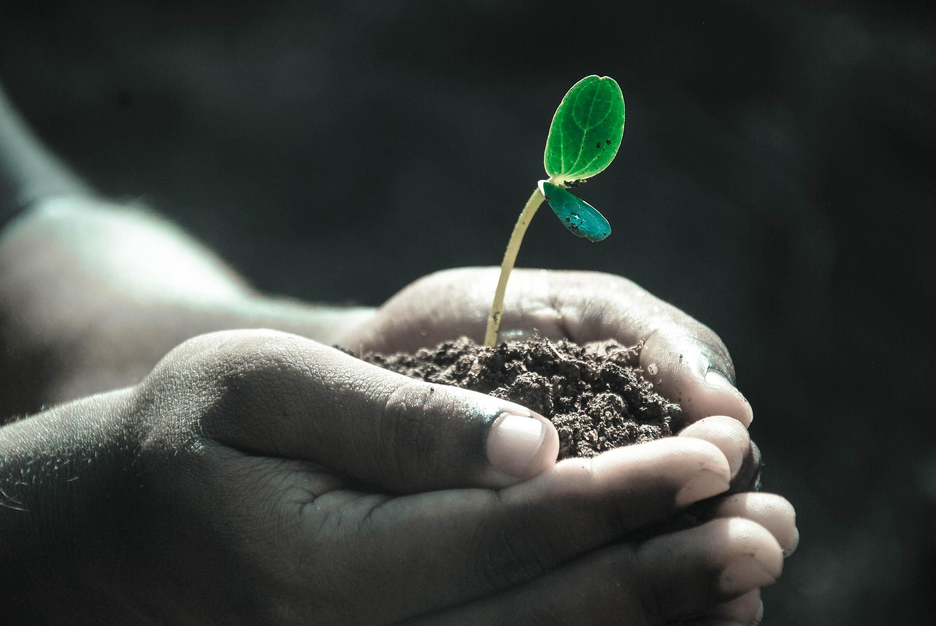 a tiny plan on earth holding by two hands representing section of Who we are for world merchant investment page