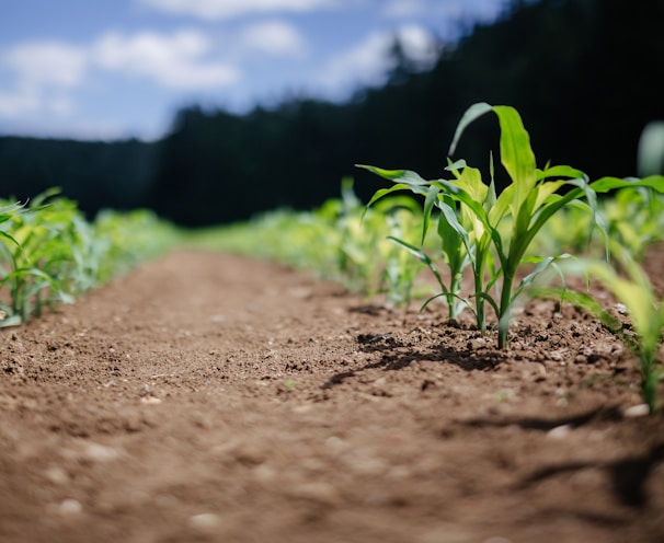 a farm of corn